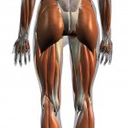 Vue postérieure des muscles des jambes féminins sur fond blanc — Photo de stock
