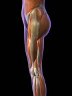 Vue latérale des muscles féminins de la hanche et des jambes sur fond noir . — Photo de stock