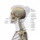 Vista laterale di un cranio femminile e colonna vertebrale cervicale su sfondo bianco con etichette — Foto stock
