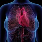 Radiografia de tórax feminino com coração e sistema circulatório — Fotografia de Stock