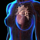 Рентгенівський вигляд жіночих грудей з серцем і кровоносною системою — стокове фото