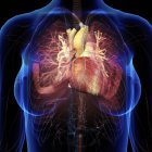 Weibliche Brust mit Herz und Bronchien auf schwarzem Hintergrund — Stockfoto