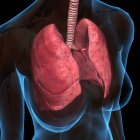 Radiographie de la poitrine féminine avec poumons sur fond noir — Photo de stock