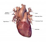 Coração humano com etiquetas em fundo branco — Fotografia de Stock