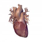 Menschliches Herz mit Herzkranzgefäßen und Venen — Stockfoto