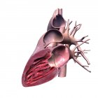 Coupe latérale du cœur humain sur fond blanc — Photo de stock