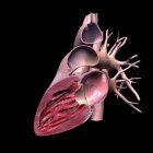 Coupe latérale du cœur humain sur fond noir — Photo de stock