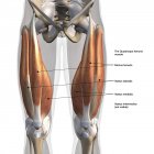 Vorderansicht der männlichen Quadrizeps-Muskeln, beschriftet auf weißem Hintergrund — Stockfoto
