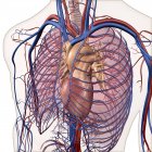 Слоистый обзор систем кровообращения и дыхания — стоковое фото