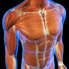 Músculos pectorales y abdominales masculinos sobre fondo negro - foto de stock
