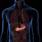 Pancreas umano all'interno del busto su sfondo nero — Foto stock