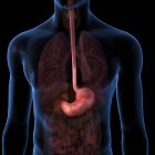 Stomach and esophagus within torso on black background — Stock Photo
