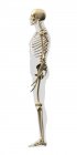 Вид збоку людського скелета на білому тлі — стокове фото
