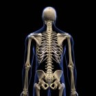 Visão traseira da coluna vertebral humana sobre fundo preto — Fotografia de Stock