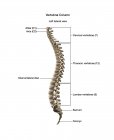 Columna vertebral humana con etiquetas sobre fondo blanco - foto de stock