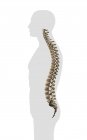 Columna vertebral humana sobre fondo blanco - foto de stock