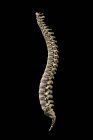 Людська хребетна колона на чорному тлі — стокове фото