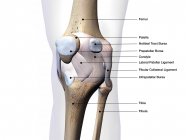 Os des articulations du genou et tissus conjonctifs étiquetés sur fond blanc — Photo de stock