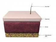 Camadas básicas de pele humana, incluindo epiderme, derme e subcutânea — Fotografia de Stock