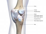 Кістки колінного суглоба та сполучні тканини, позначені на білому тлі — стокове фото