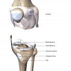 Knee joint bones and connective tissues, exploded view with labels on white background — Stock Photo