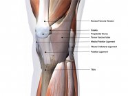 Músculos y ligamentos de rodilla con etiquetas sobre fondo negro - foto de stock