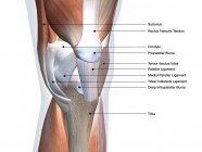 Vista anterior de los músculos y ligamentos de rodilla con etiquetas sobre fondo blanco - foto de stock