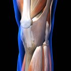 Radiographie des muscles et ligaments du genou sur fond noir — Photo de stock
