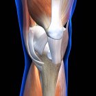 Vista de rayos X anteriores de los músculos y ligamentos de la rodilla sobre fondo negro - foto de stock