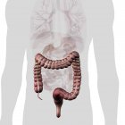 Large intestine within torso on white background — Stock Photo