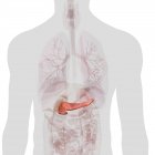 Pancreas umano all'interno del busto su sfondo bianco — Foto stock