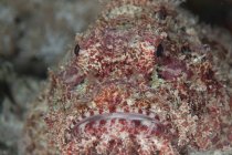 Closeup front headshot of bigscale scorpionfish — Stock Photo