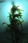 Силуэт зеленого растения макроцистис ламинария — стоковое фото