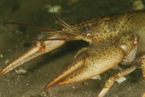 Vista de cerca del cangrejo de río Astacus leptodactylus - foto de stock