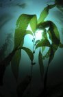 Силуэт зеленого растения макроцистис ламинария — стоковое фото