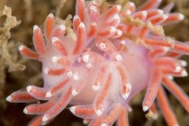 Closeup view of facelina bostoniensis nudibranch on hydroids — Stock Photo