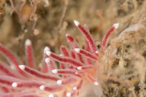 Closeup view of facelina bostoniensis nudibranch on hydroids — Stock Photo