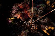 Vista close-up de lagosta espinhosa na caverna — Fotografia de Stock