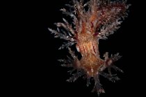 Крупный план Dendronotus robustus nudibranch — стоковое фото