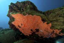 Orangefarbener Meeresschwamm unter grünem Felsen — Stockfoto