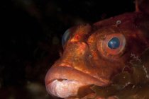 Closeup headshot of red scorpionfish — Stock Photo