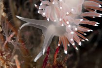 Vista da vicino della Facelina Bostoniensis nudibranch — Foto stock