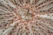 Closeup view of thorny sea urchin — Stock Photo
