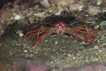 Closeup front view of crayfish on rock — Stock Photo