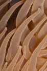 Closeup view of sea anemone tentacles — Stock Photo