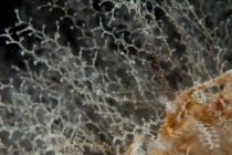 Closeup view of obelia dichotoma hydroids — Stock Photo