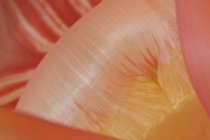 Closeup view of colorful sea anemone — Stock Photo