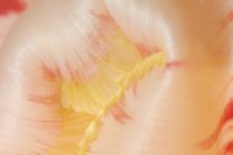 Closeup view of colorful sea anemone — Stock Photo