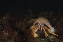 Vista de primer plano del cangrejo ermitaño en agua oscura - foto de stock