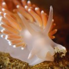 Vista da vicino della Facelina Bostoniensis nudibranch — Foto stock